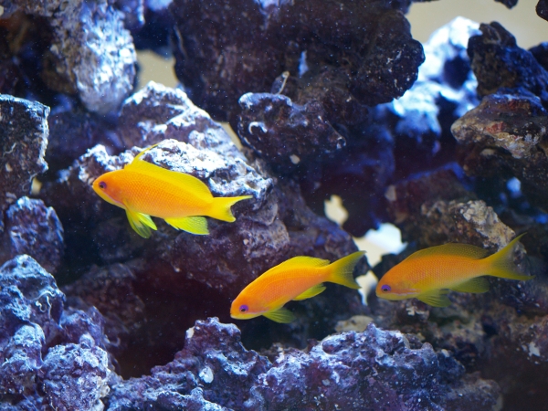 three yellow fish