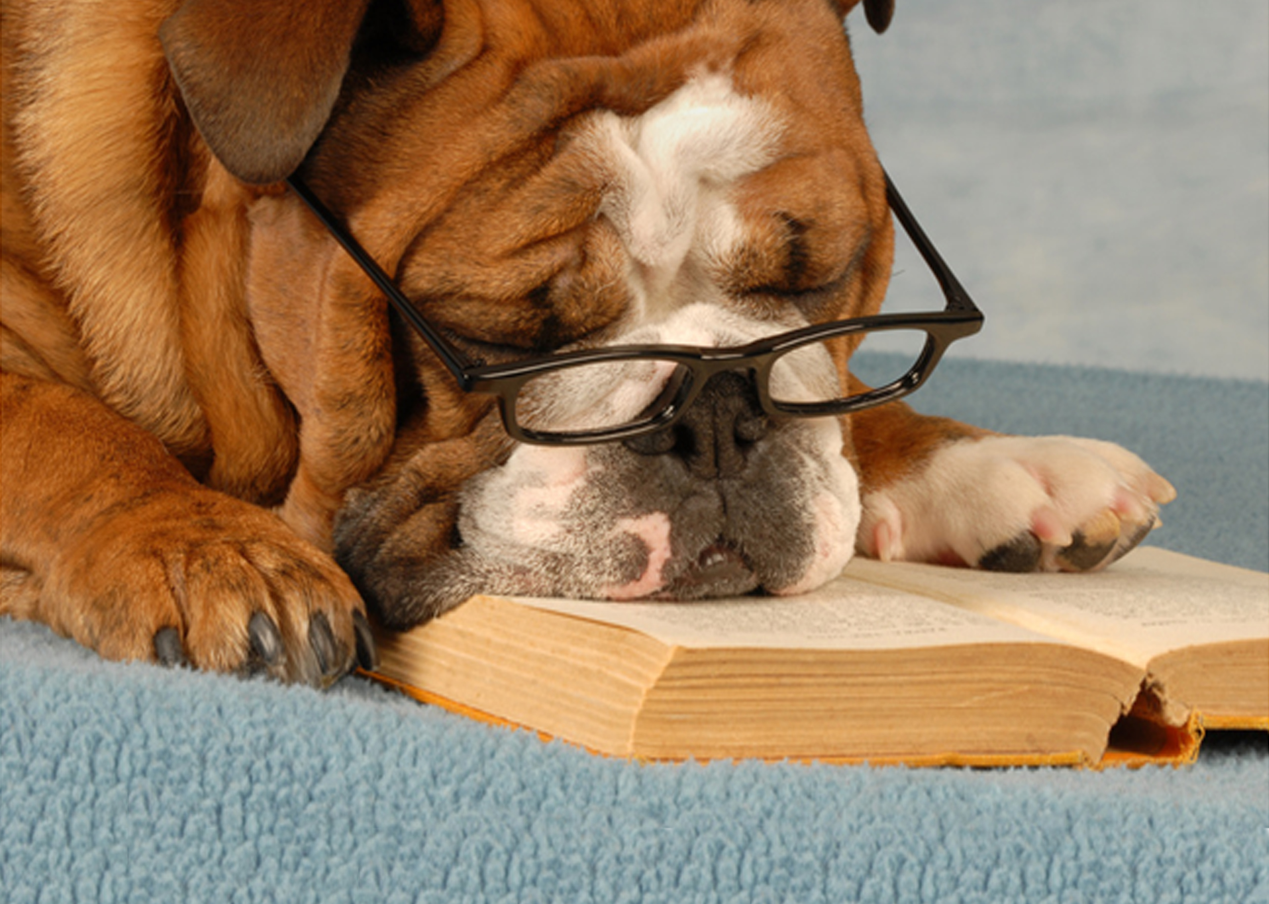 therapy dog reading book
