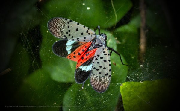 spotted lanternfly