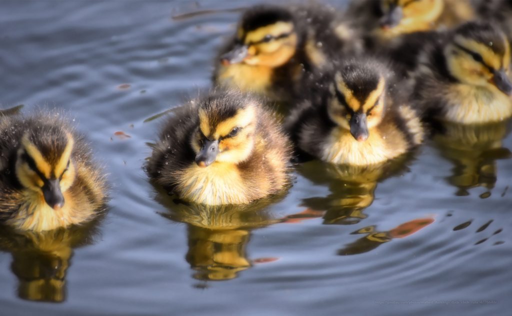 ducklings