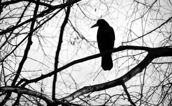 spooky raven in a dead tree