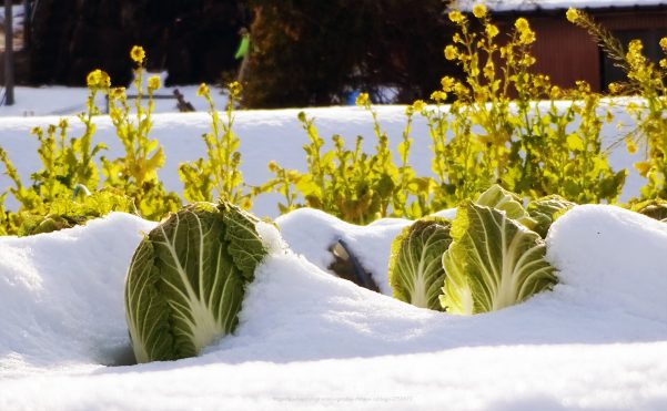 vegetable garden in winter