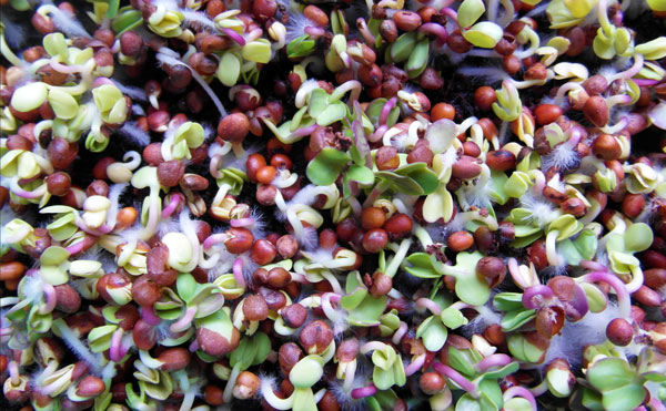 vegetable sprouts