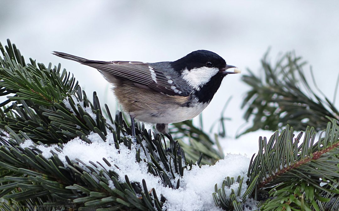 Library closed Dec. 24, 25 & 31, & Jan. 1