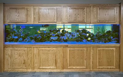 Check out the library’s updated aquarium!