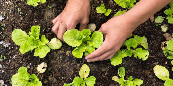 hands planting in a garden