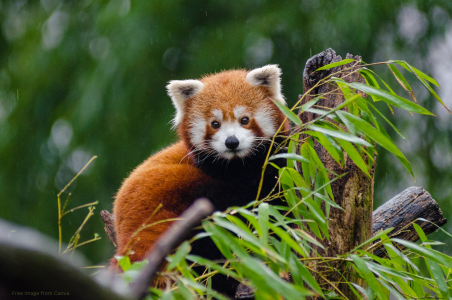 red panda