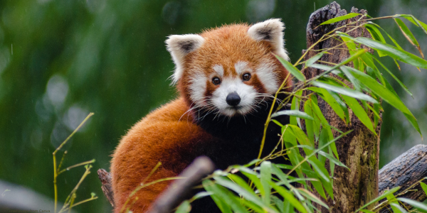 red panda