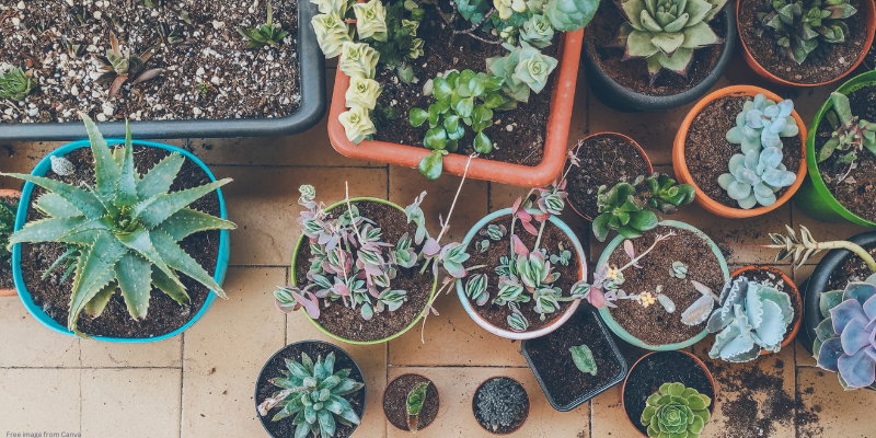 variety of potted plants