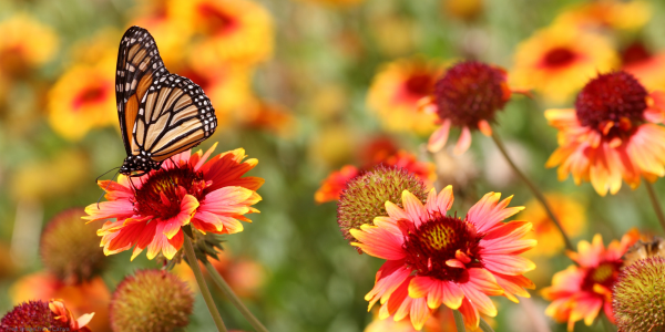 butterfly and flowers