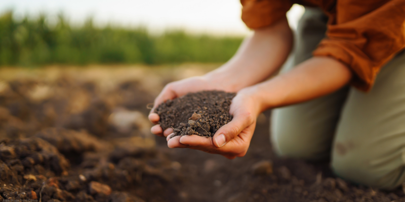 person holding soil