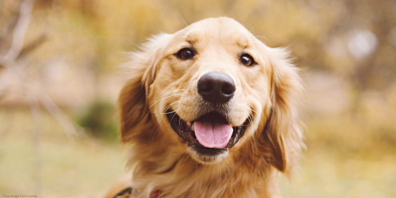 golden retriever dog