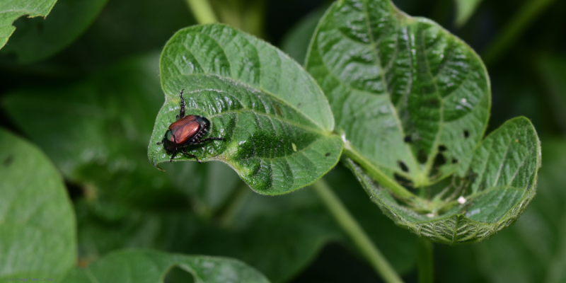 bug on a leaf