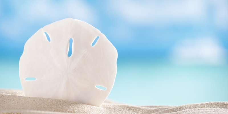 sand dollar