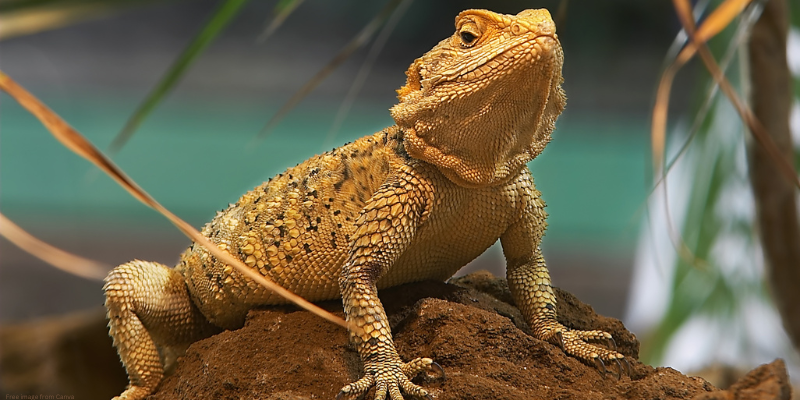 bearded dragon