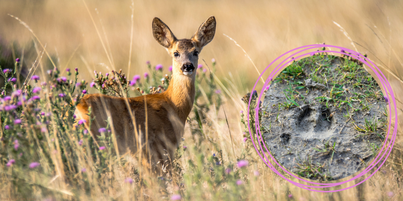 deer and deer print