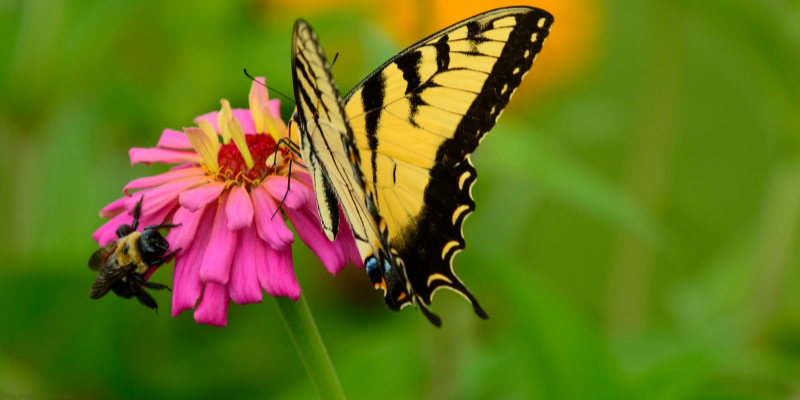 butterfly and bumblebee on a flower