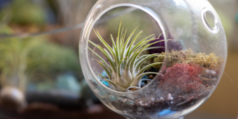 terrarium with air plant