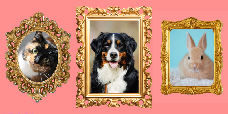 frames with pictures of pets