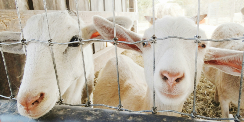 Two young goats peering through a wire fence on a farm.