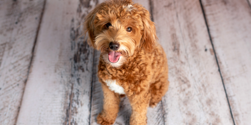 golden doodle dog