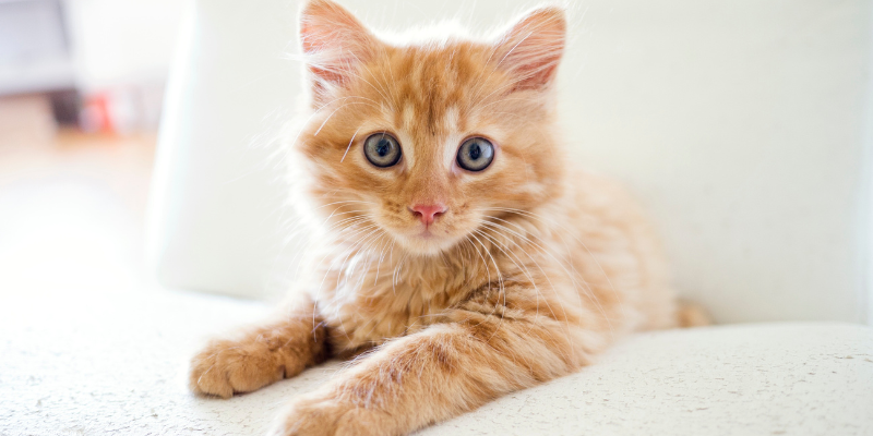 kitten
