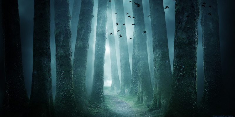 dark woodsy forest