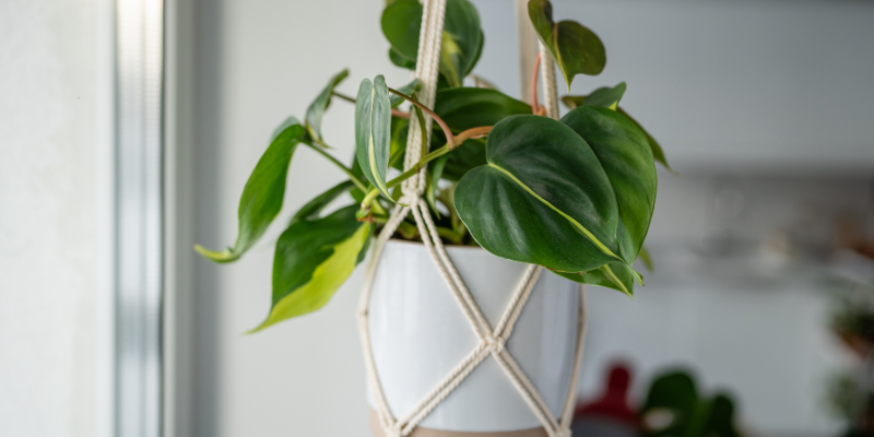 A philodendron in a white hanging pot with a macramé hanger, against a blurred indoor background.