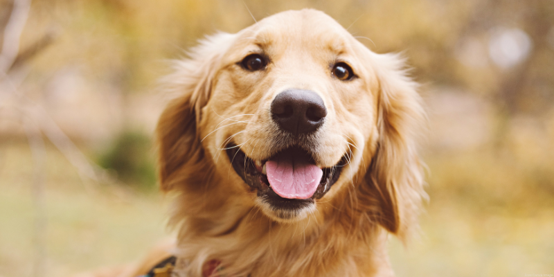 smiling golden retriever