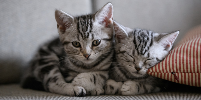 two cats cuddling