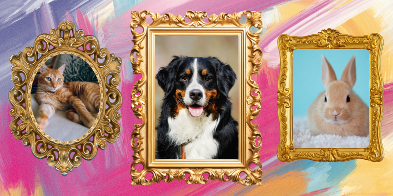 Three gold-framed pictures of a cat, a dog, and a rabbit against a colorful brush-stroke background.