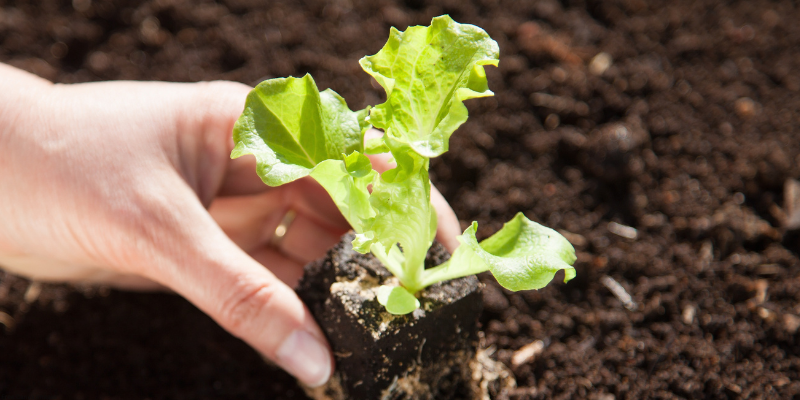 close up of lettuce plant being planted in soil