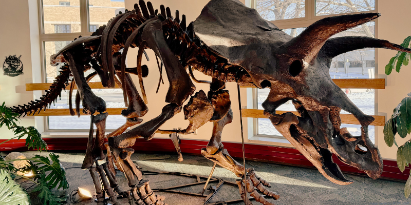 Triceratops skeleton displayed indoors with sunlight streaming through large windows.