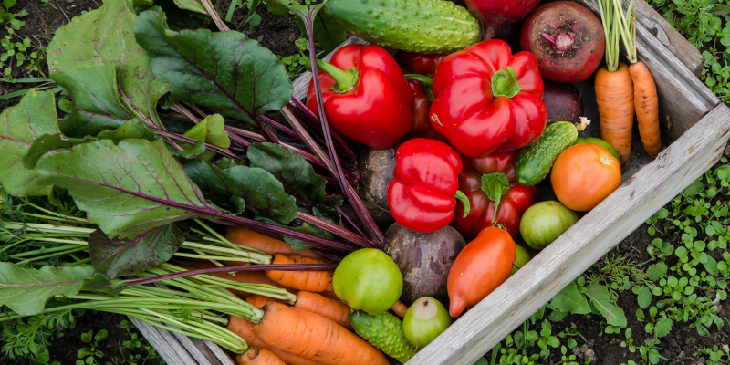 a basket on the ground full of vegetables such as peppers, carrots, and cucumbers.
