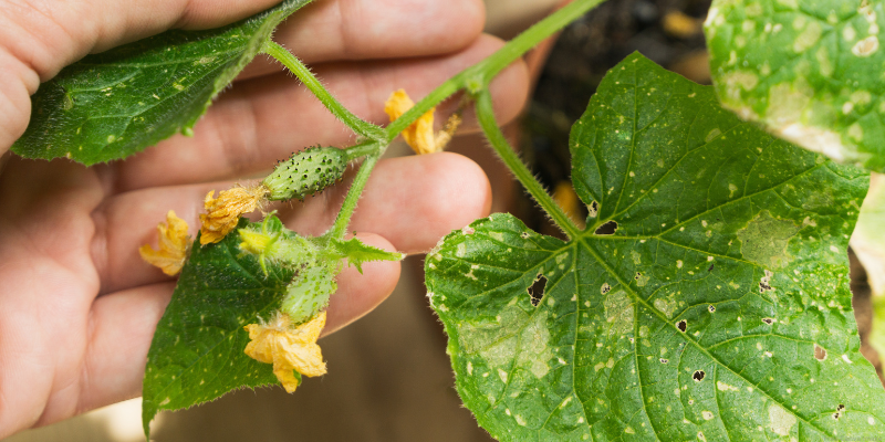 Close-up of a hand holding a small cucumber plant with yellow flowers and spiny cucumbers.