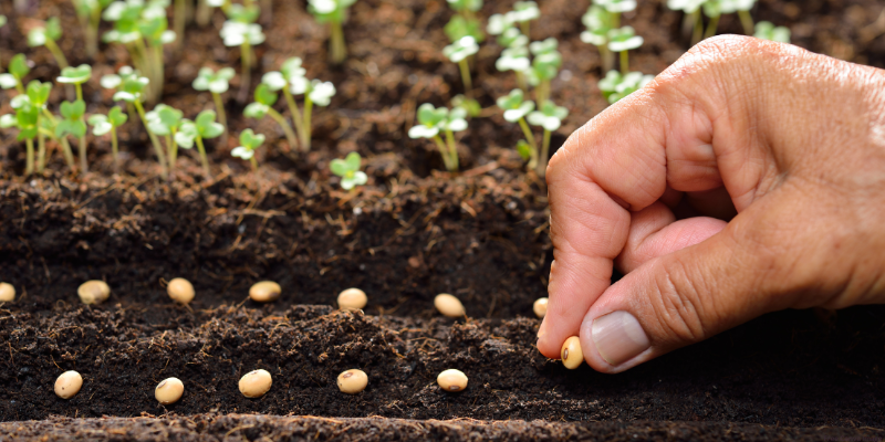 A hand planting seeds in soil with seedlings growing in the background.