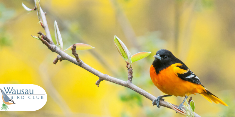 close up of a male oriole on a branch with the logo of Wausau Bird Club in the corner