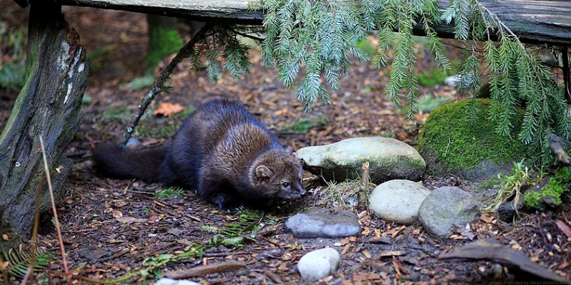 image of woodland animal in the forest