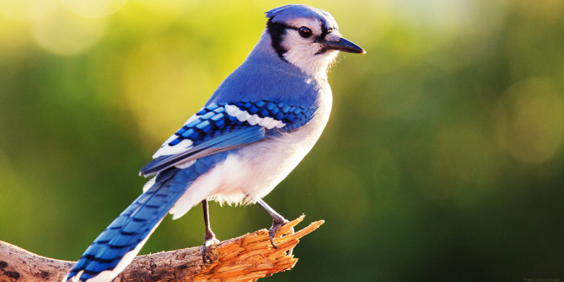 close up image of blue jay