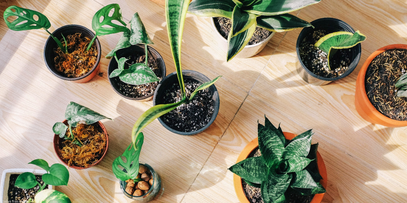 a variety of potted plants and plant cuttings