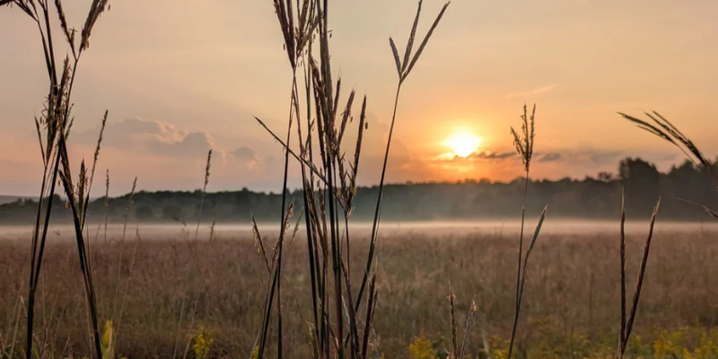 image of sunset in a marsh