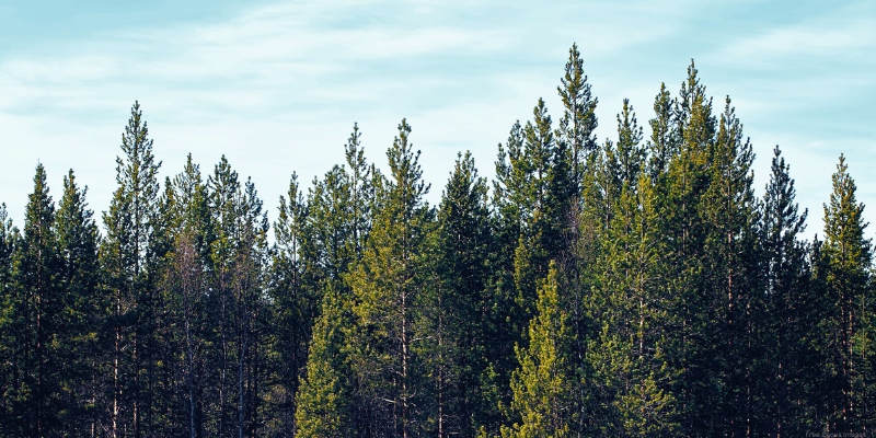 a forest with blue sky beyond