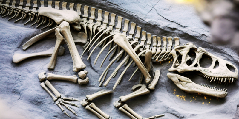 Fossilized dinosaur skeleton embedded in gray stone.