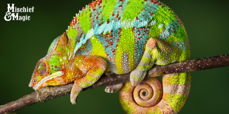 A vibrantly colored chameleon on a branch with a green background. A logo in the upper left corner that reads Mischief & Magic