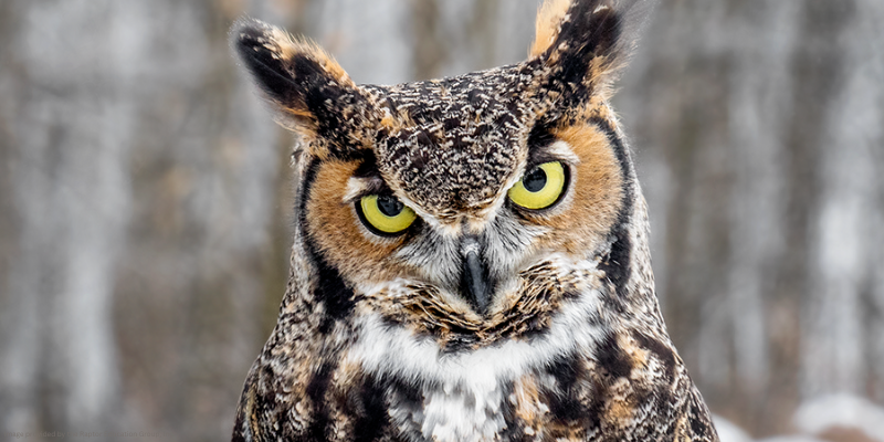 close up image of owl