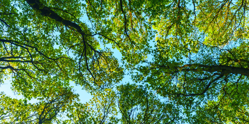 view of the trees and the sky peeking through
