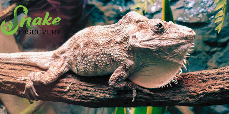 close up image of reptile on a branch with the snake discovery logo in the corner