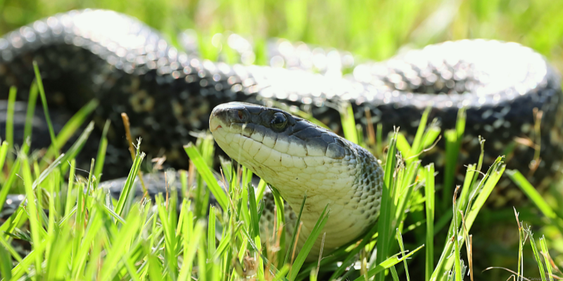 A snake coiled in green grass with its head raised, displaying dark and light scales.