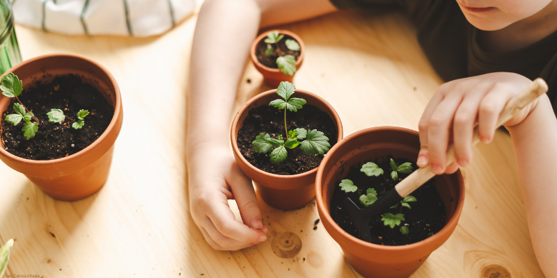 Child tending to seedlings in terracotta pots on a wooden table.