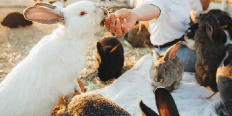 close up image of a white rabbit being fed with other rabbits around